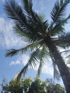 仰拍蓝天中的高大椰子树