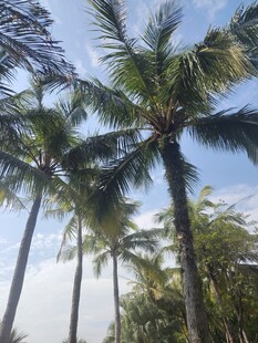 蓝天椰树热带风光美景