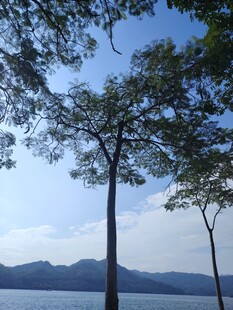 湖畔树木与蓝天美景