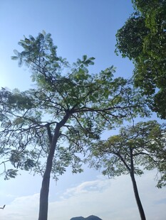 蓝天绿树间的清新景致