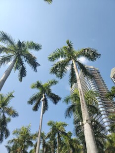蓝天椰树