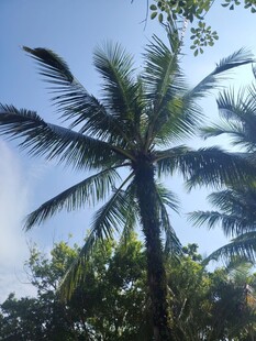 蓝天椰树热带风光