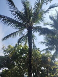 高大挺拔的热带椰子树