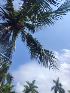 蓝天椰树风景图