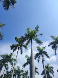 蓝天映衬下的高大棕榈树