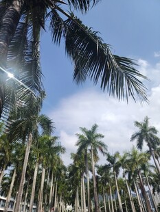 热带棕榈林