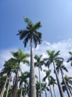 蓝天之下的高大棕榈树