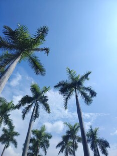 蓝天椰树风景图