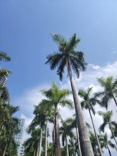 高耸入云的挺拔棕榈树