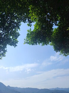 透过枝叶看远山蓝天