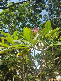 繁茂树木