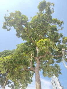 高大繁茂的绿树