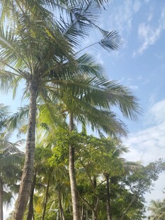 蓝天椰林风景