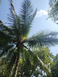 仰视下的繁茂椰子树