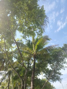 蓝天绿树间的清新景致