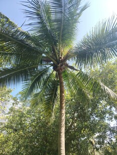 高大挺拔的棕榈树