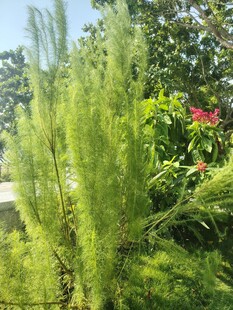 翠绿松针植物景观