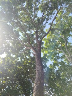 阳光照耀下的挺拔树木