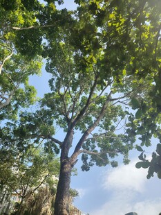 蓝天绿树间的挺拔树木