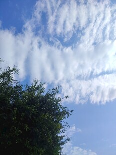 蓝天绿树间的美丽云彩