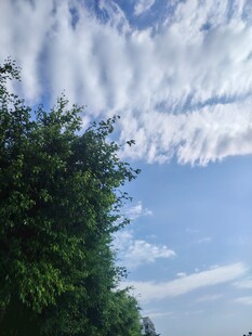蓝天绿树间的絮状云彩