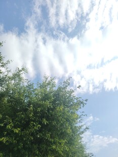 蓝天绿树间的白云美景
