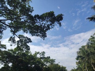 蓝天绿树的清新自然景象