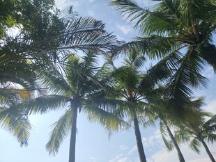 蓝天椰树风景图