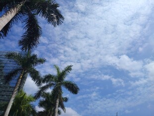 蓝天椰树美景