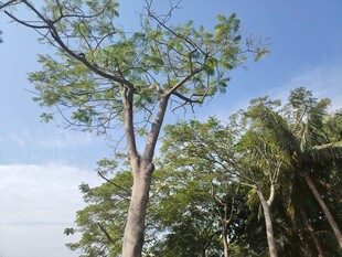 蓝天映衬下的挺拔树木
