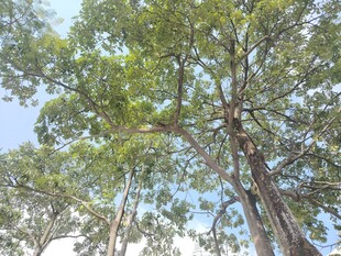 高大挺拔的绿树