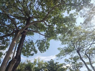 仰视茂密树林树冠景观