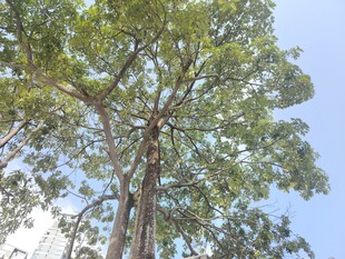 高大挺拔的绿树