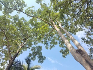 仰望葱郁树林