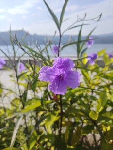 翠芦莉
