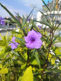 翠芦莉