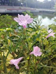 翠芦莉