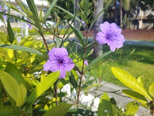 翠芦莉