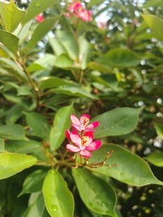 琴叶珊瑚