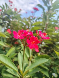 琴叶珊瑚