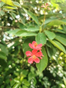 琴叶珊瑚