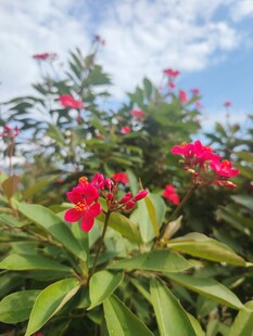 琴叶珊瑚
