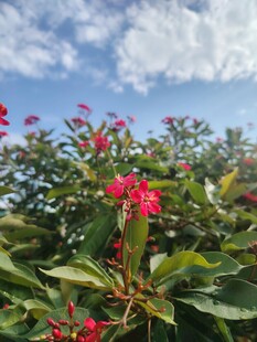 琴叶珊瑚