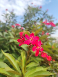 琴叶珊瑚