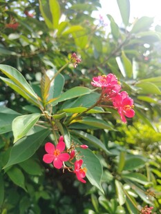 琴叶珊瑚