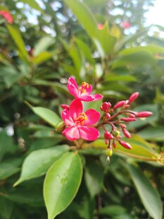 琴叶珊瑚