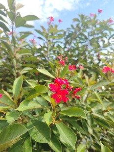 琴叶珊瑚