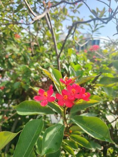 琴叶珊瑚