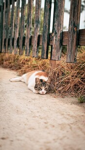 路边休憩的猫咪