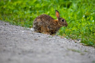 路边野兔